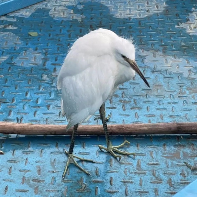 ؽ 